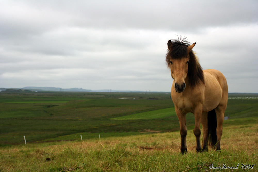 Iceland Horse