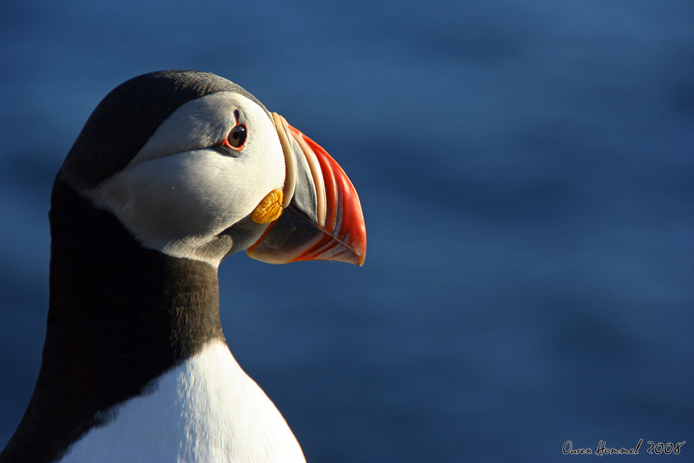 Puffin IV - Close Up