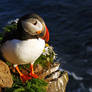 Puffin III - Portrait