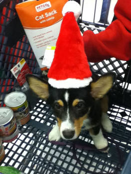 Christmas Corgi