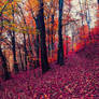 Autumn colors in forest