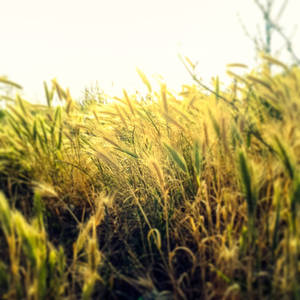 Field of grain