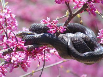 Eastern Rat Snake