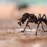 Bullet Ant