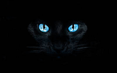 eye of a black cat