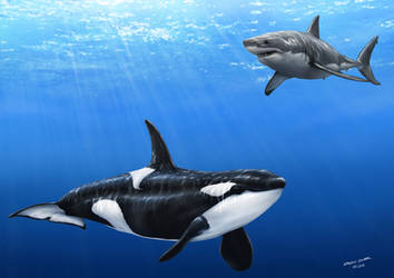 Orca vs. Great White Shark