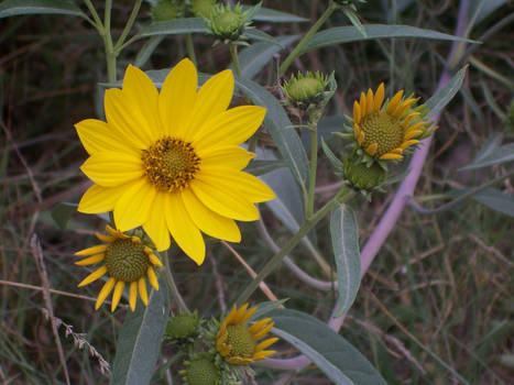 Flowers - Yellow