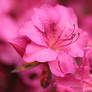 Rhododendron 'Gorbella'