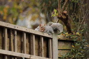 Grey squirrel, 'Sciurus carolinensis'