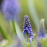 Grape hyacinth, Muscari armeniacum