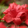 Evergreen azalea, 'Hot Shot' variegated