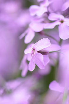 Sweet rocket, Hesperis matronalis 'Purple'