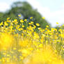 Meadow buttercup, Ranunculus acris