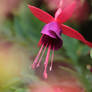 Fuchsia 'Pink Fizz'