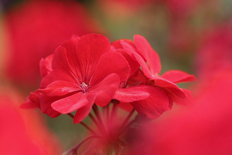 Geranium 'Bright Red' by Sehlley on DeviantArt