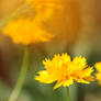 Coreopsis grandiflora 'Early Sunrise'