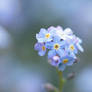 Wood forget-me-not, Myosotis sylvatica