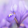 Iris 'Harmony' (Reticulata)