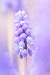 Grape hyacinth, Muscari armeniacum