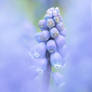 Grape hyacinth, Muscari armeniacum