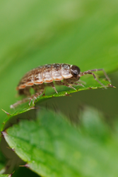 Common Striped Woodlouse, Philoscia muscorum