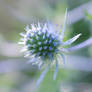 Sea Holly, Eryngium maritimum