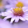 Michaelmas daisy