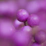 Beautyberry, Callicarpa bodinieri 'Profusion'
