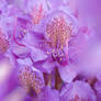 Rhododendron 'Catawbiense Grandiflorum'