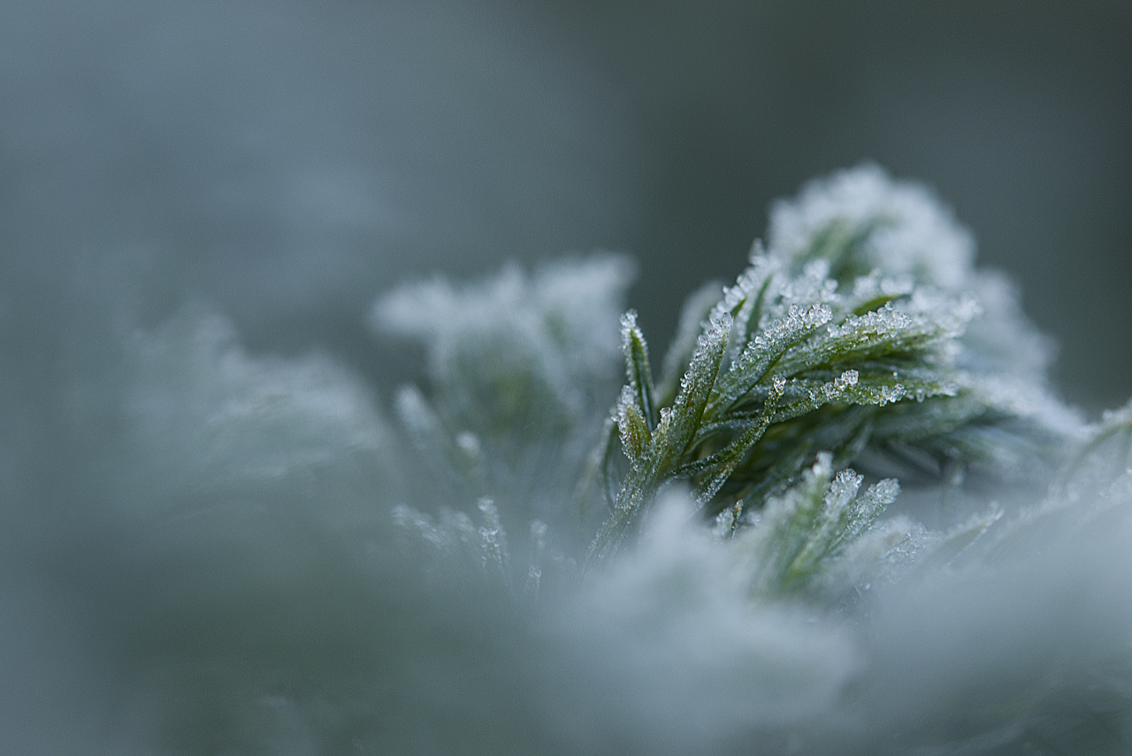 Sawara cypress, Chamaecyparis pisifera 'Boulevard'