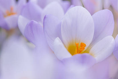 Crocus sieberi 'Firefly'