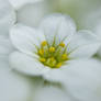 Saxifraga 'Rockies White'
