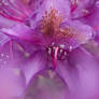 Rhododendron 'Catawbiense Grandiflorum'