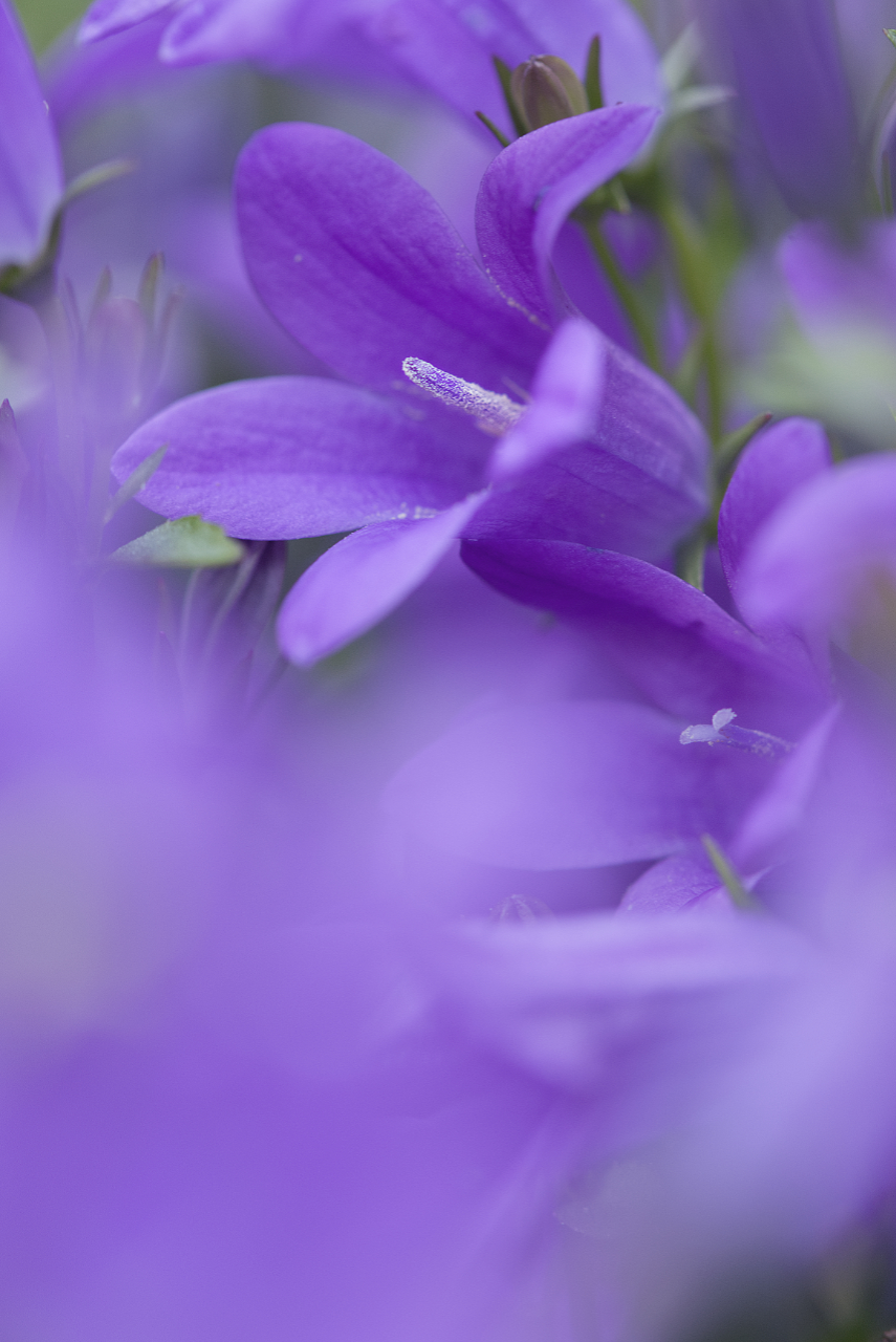 Wall bellflower, 'Campanula portenschlagiana'