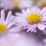 Michaelmas daisy