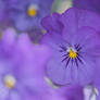 Garden pansy, Viola x wittrockiana