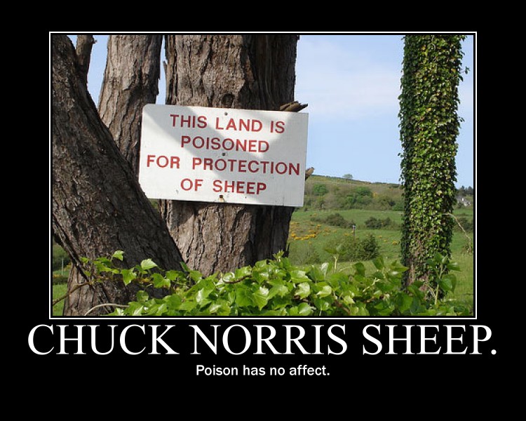 Chuck norris sheep...