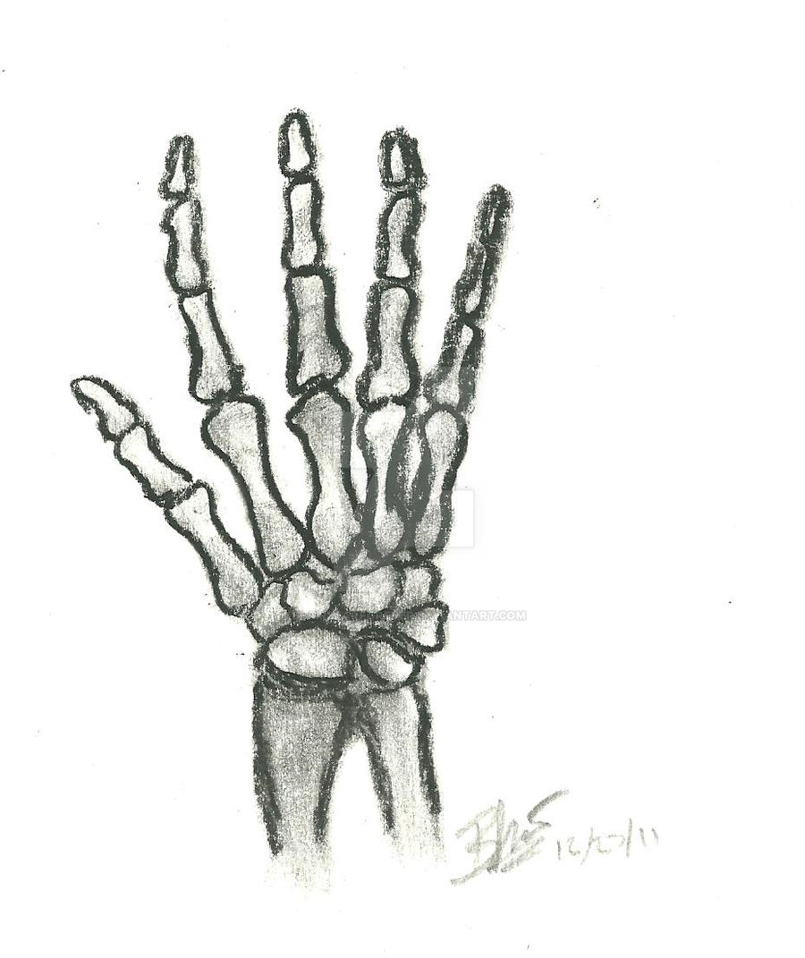 Skeleton Hand Sketch By Blairbearforever On Deviantart Skeleton Hand Sketch By Blairbearforever On Deviantart