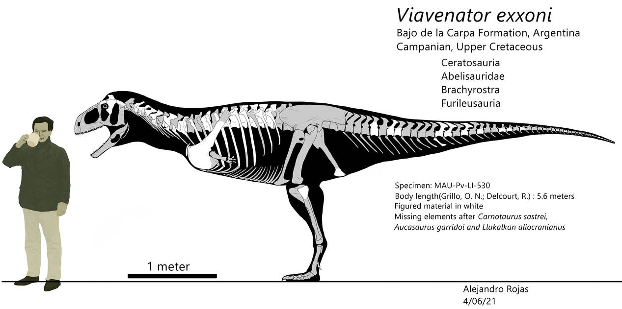 Viavenator exxoni Skeletal by Jadl1 on DeviantArt
