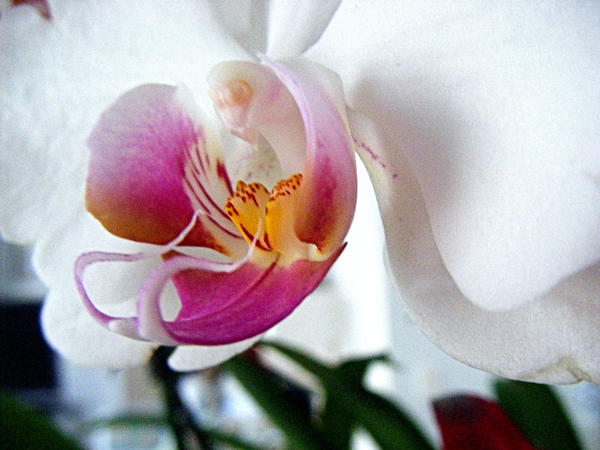 White and Magenta Flower 2