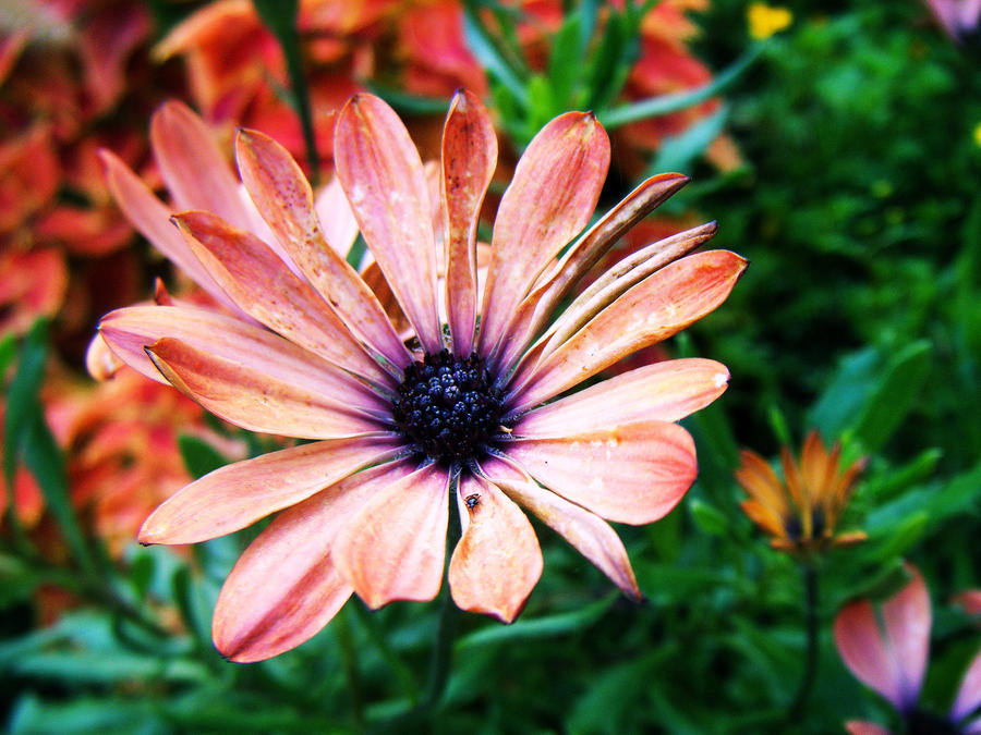 Faded Orange Flower