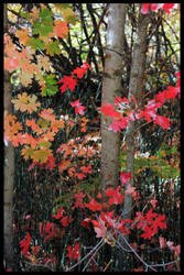 Autumn's Colors