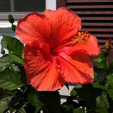 Hibiscus