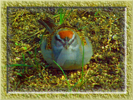 Colorful Little Sparrow