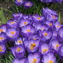 Crocuses 1