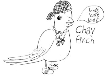 Chavfinch