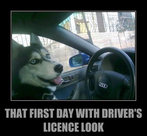 Car-drivers-license-driving-husky-3460734208
