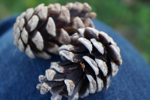 Pinecones 1