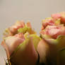 Rose buds