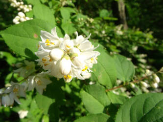 Spring's Innocent Buds